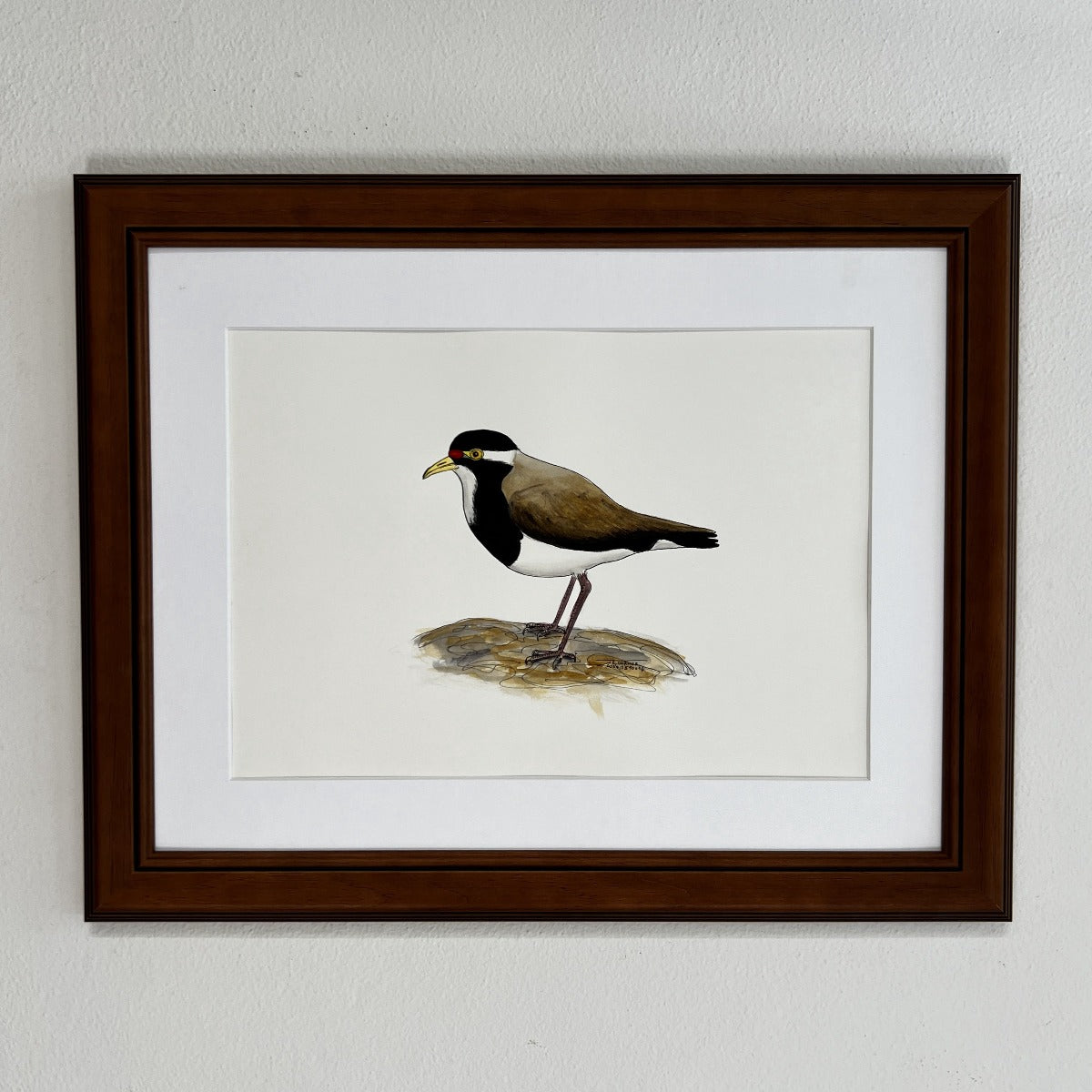 Banded Plover by Jim Turner